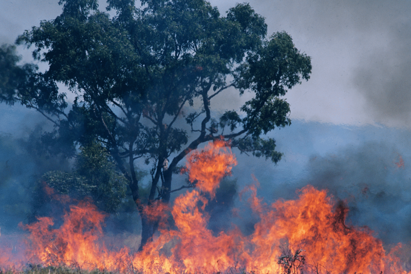 Image for Preventing bushfires: why is this not being done?