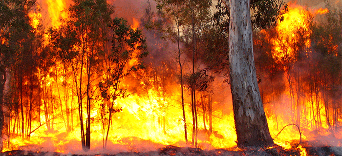 Image result for pics of bushfires